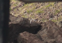 Phaethon aethereus mesonauta