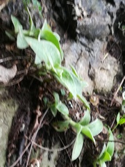 Tradescantia sillamontana