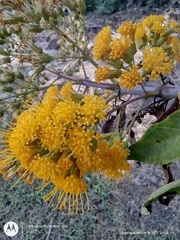 Sinclairia glabra