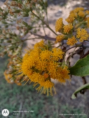 Sinclairia glabra