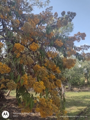 Sinclairia glabra