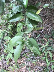 Melodinus fusiformis