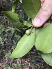 Melodinus fusiformis