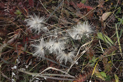 Cirsium arvense integrifolium