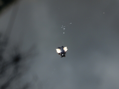 Gasteracantha mediofusca