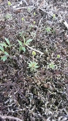 Androsace occidentalis