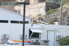 Sula leucogaster leucogaster