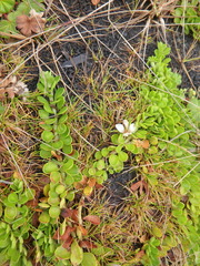 Lysimachia serpens