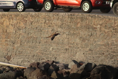 Sula leucogaster leucogaster