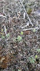 Androsace occidentalis