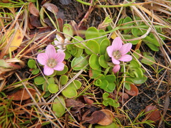 Lysimachia serpens