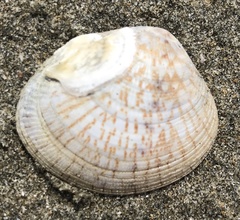 Gafrarium divaricatum