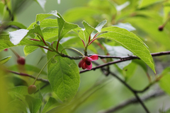 Schisandra grandiflora