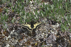 Papilio machaon aliaska