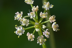 Heracleum freynianum