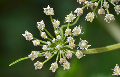Heracleum freynianum