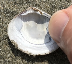Gafrarium divaricatum