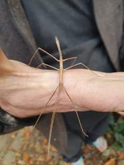 Pygirhynchus toledopizai
