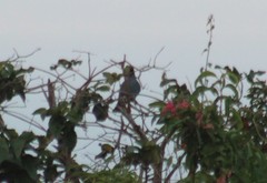 Patagioenas squamosa