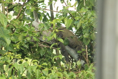 Iguana iguana melanoderma