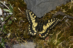 Papilio machaon aliaska