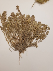 Lepidium dictyotum