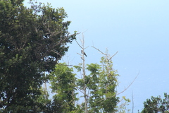 Patagioenas squamosa