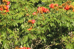 Coereba flaveola