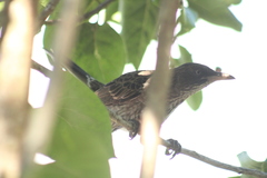 Margarops fuscatus fuscatus