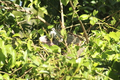 Iguana iguana melanoderma
