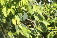 Iguana iguana melanoderma