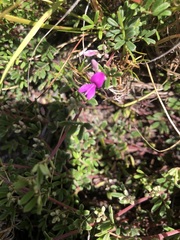 Indigofera bisacculata