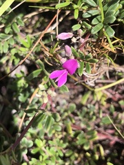 Indigofera bisacculata