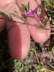Indigofera bisacculata