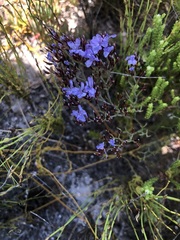 Limonium scabrum scabrum