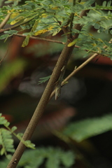 Anolis sabanus