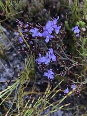 Limonium scabrum scabrum