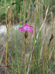 Dianthus acantholimonoides