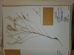 Lepidium ramosissimum