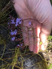 Limonium scabrum scabrum