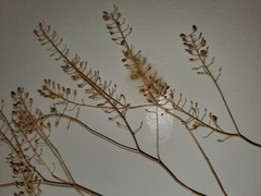 Lepidium ramosissimum