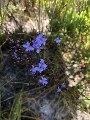 Limonium scabrum scabrum