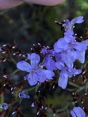 Limonium scabrum scabrum