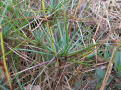 Dianthus acantholimonoides