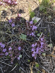 Limonium scabrum scabrum