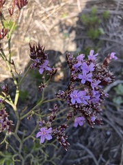 Limonium scabrum scabrum