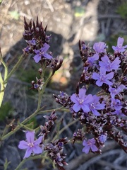 Limonium scabrum scabrum