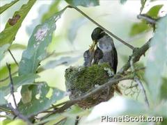 Green-Throated Mountain-Gem photo 5