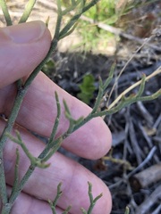 Limonium scabrum scabrum