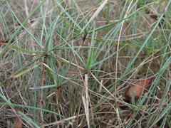 Dianthus acantholimonoides